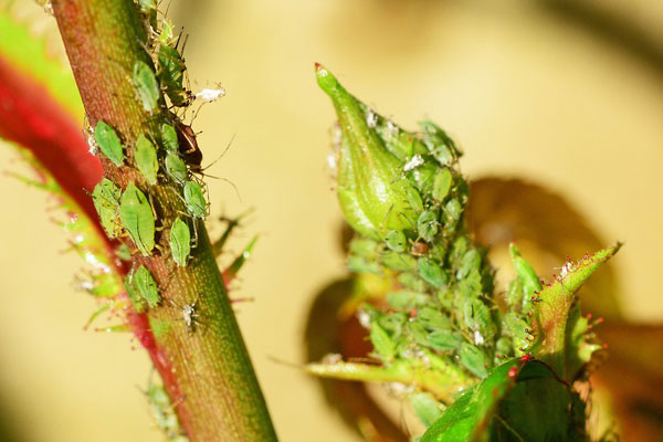 crop-health-photos